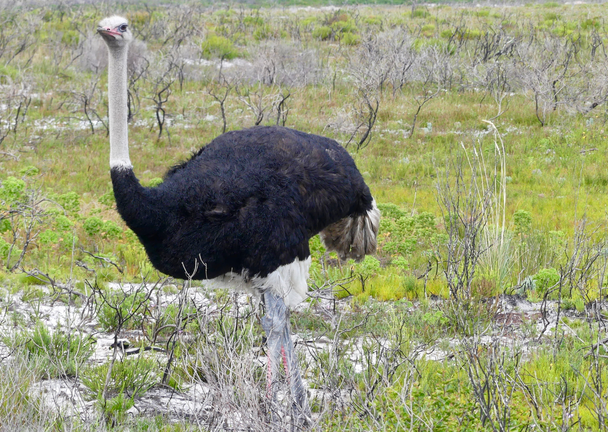 South African Ostrich